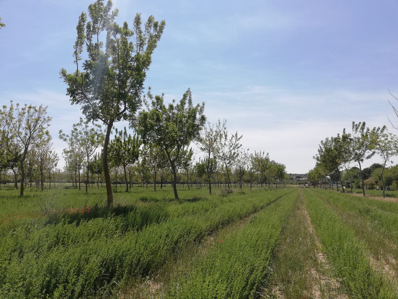 Exemple de mesure d'agroforesterie. Photo archives : Johanna Schoop d'AGRIDEA.