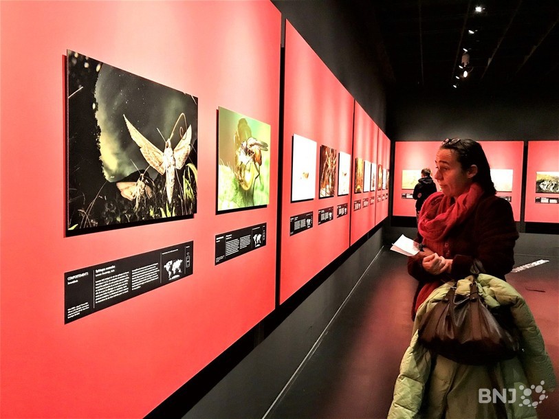 La nouvelle exposition du Muséum d'histoire naturelle de Neuchâtel est consacrée aux clichés des lauréats du concours international de photo, le « Wildlife Photographer of the Year ».
