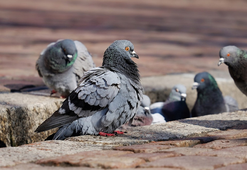 Les pigeons sont victimes de la paramyxovirose à Porrentruy. (Image d'illustration, ldd)