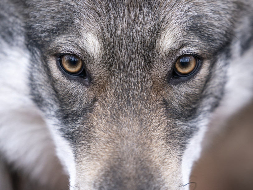 La régulation du loup est régulièrement débattue au Parlement. (Photo d'illustration : KEYSTONE/GAETAN BALLY)