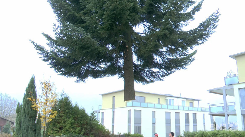 L'arbre mesure 17 m de haut pour environ 4,5 tonnes. 