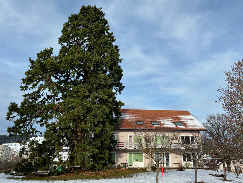 Le séquoia du chemin des Foulets 9 à La Chaux-de-Fonds (photo : Daniel Musy). 