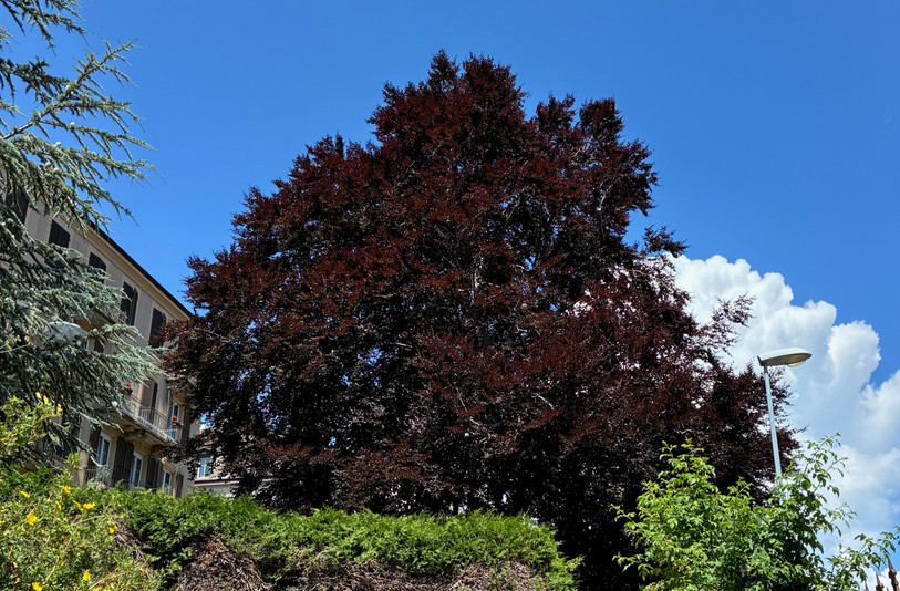 Le hêtre rouge de la rue des Tourelles 9 à La Chaux-de-Fonds (photo : Daniel Musy).