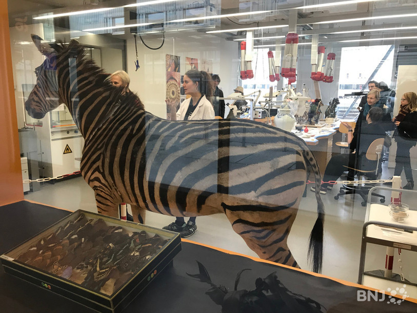 Des poteries au zèbre empaillé, le secteur conservation-restauration de la HE-Arc avait des atouts de taille pour attirer le public.