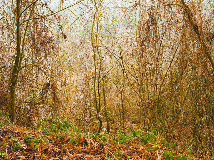 Les sous-bois à proximité de la Birse font parfois penser à une jungle (photo : Pierre Montavon).