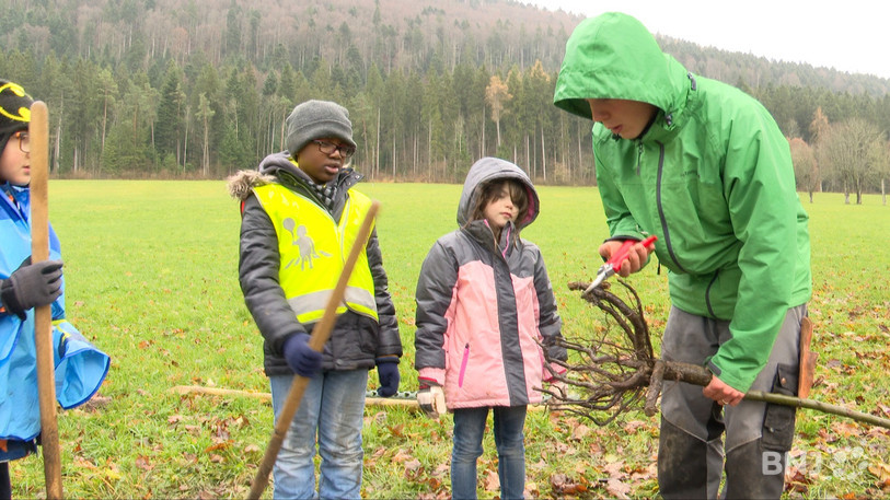Âgés de 6 à 7 ans, les écoliers ont planté quatre arbres fruitiers sur un terrain de la bourgeoisie de St-Imier.