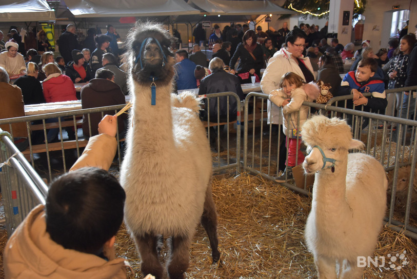 Les animaux sur place ont joué les vedettes samedi au marché paysan de Moutier.