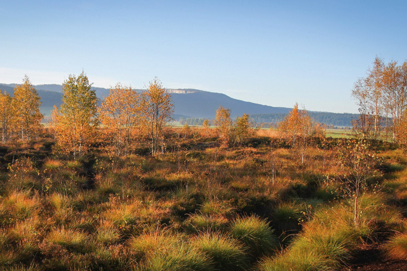Le projet REGENERE est mené à bien sur un site tourbeux des Ponts-de-Martel. (Photo : Maison de la Tourbière)