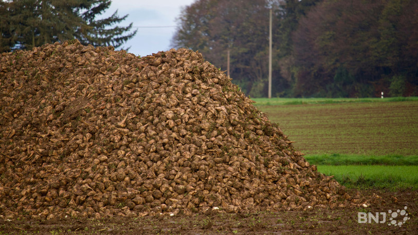La récolte de betteraves a été particulièrement bonne cette année. (Photo : illustration)