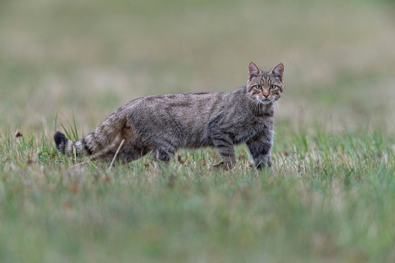 Un chat sauvage européen (Photo : Fabrice Cahez/Pro Natura)