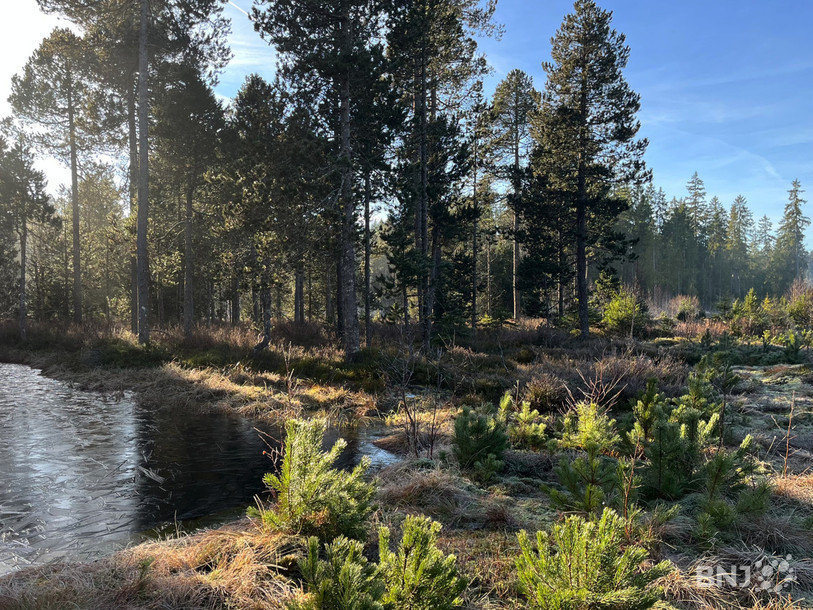 La partie de la tourbière de la Gruère revitalisée en 2018 ressent les effets positifs des travaux menés.