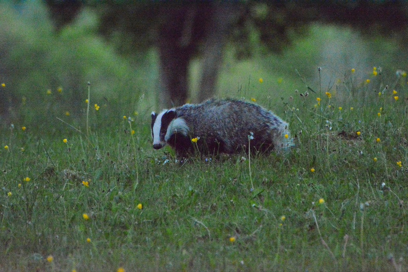 Un blaireau photographié par un habitant de Val-de-Ruz (Photo: G. Marchand)