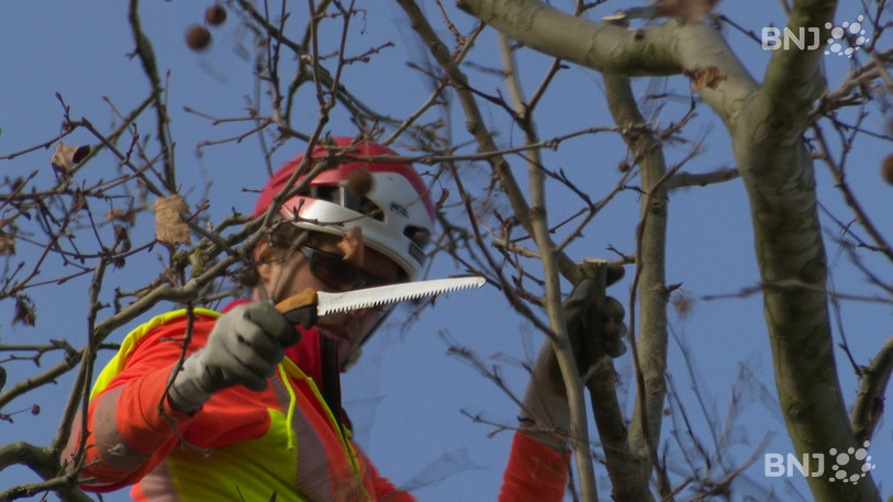 La taille d'arbres tels que les platanes nécessite des spécialistes très agiles.