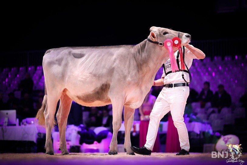 Phil Kayla est la plus belle génisse dans la catégorie Suisse Brune. (Image : Swiss Expo).