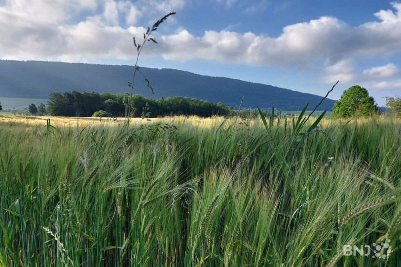 Le prix des terres agricoles à légèrement augmenté dans le Jura ces dernières années. (Photo : archives)