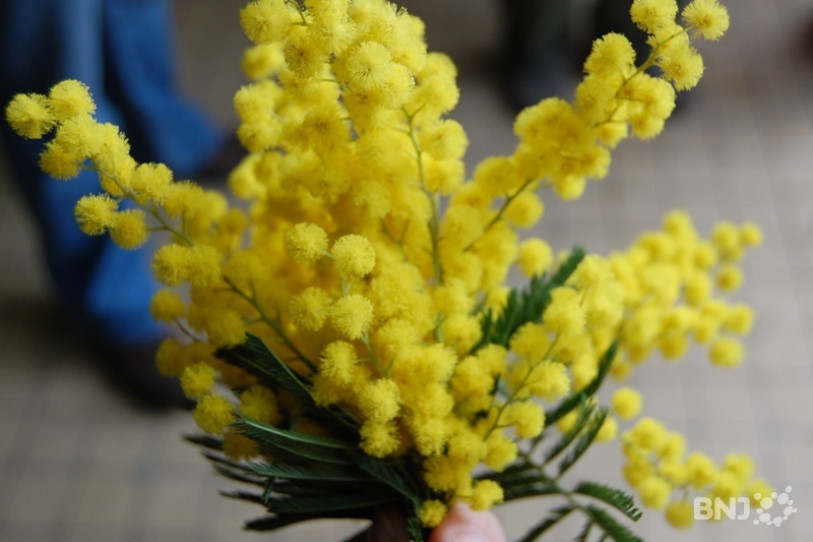 Le mimosa sera en vente ce samedi. (Photo : archives).