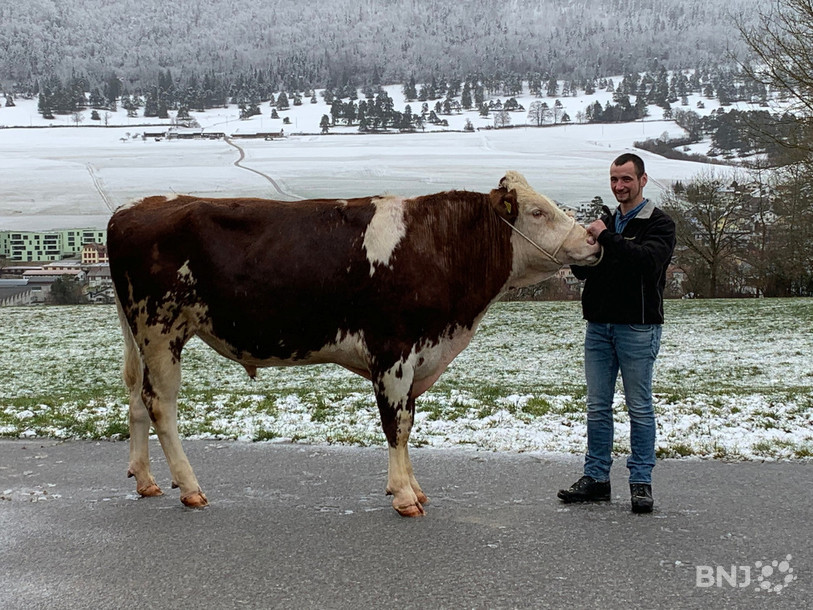 Voici Jeanfaivre, le bovin promis au vainqueur de la 93e Fête de lutte du Jura bernois.