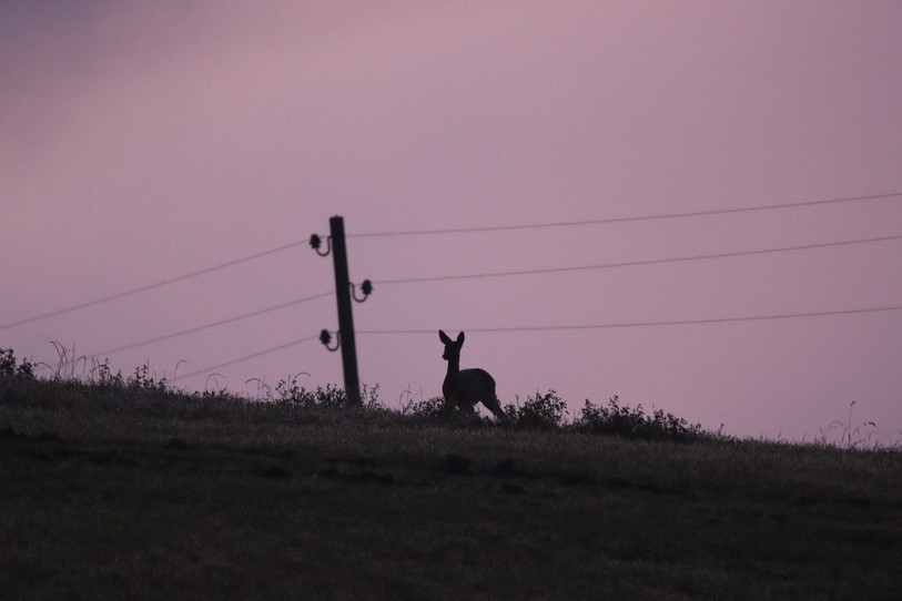 Ilan Cantoni s’est levé tôt pour prendre en photo ce chevreuil au crépuscule. (Photo: Ilan Cantoni)