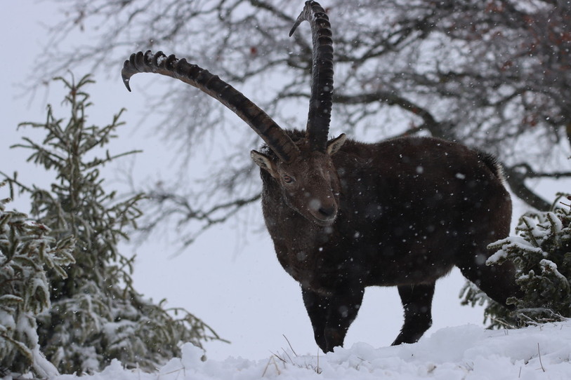 Ce bouquetin a été croqué au Creux du Vent en pleine tempête de neige. (Photo: Ilan Cantoni)