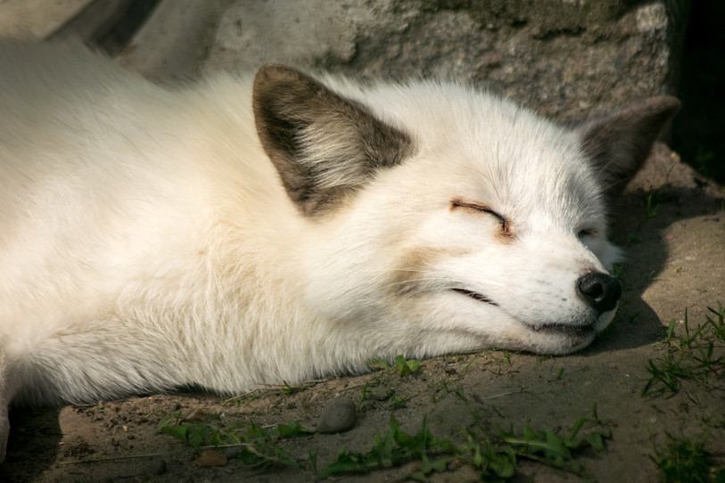 Le retour du froid peut être problématique pour les animaux qui hivernent.