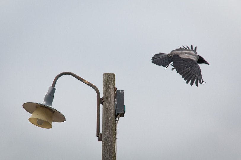 Les corneilles sont des oiseaux bien adaptés aux milieux urbains (Photo: Pixabay).