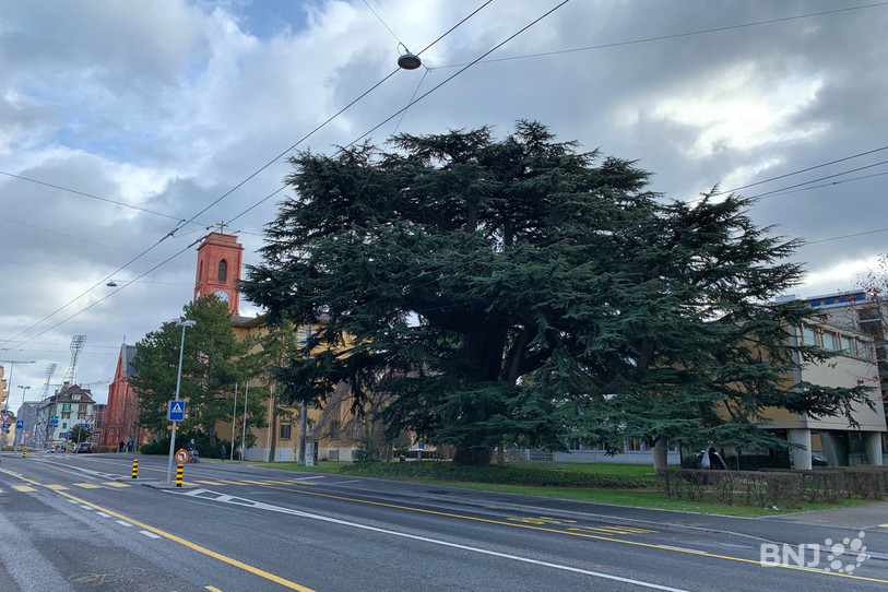 Le cèdre qui trône à l'avenue du Premier-Mars à Neuchâtel est âgé d'environ 150 ans. Il est classé comme « arbre remarquable ».