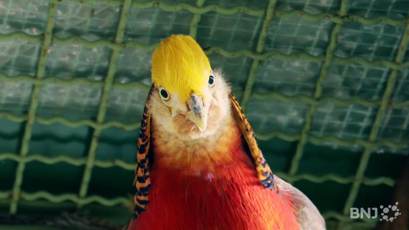 Parmi les oiseaux qu'Aloïs Charmillot élève dans son jardin, ce faisan doré a été intrigué par l'arrivée d'un journaliste dans sa volière. 
