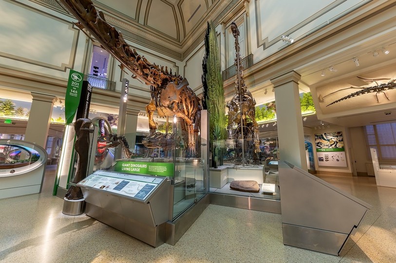 La copie d'empreinte de dinosaure trouvée dans le Jura a trouvé sa place à proximité d'un squelette qui lui correspond. (Photo : Lucia RM Martino, Smithsonian Institute)
