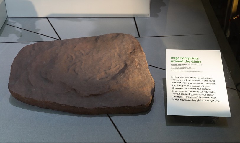 L'empreinte découverte dans le Jura et exposée au Smithsonian Museum à Washington. Sur la plaquette, on apprend notamment que l'empreinte appartenait à un sauropode qui vivait il y a plus de 154 millions d'années. Elle a été découverte sur la formation de la Reuchenette. (Photo : Smithsonian Institute)