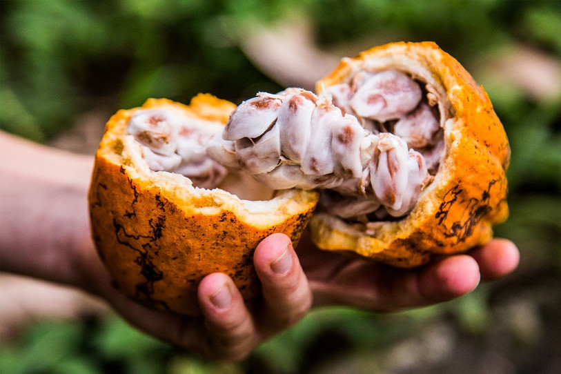 L'une des principales ressources de Sao Tomé-et-Principe est la culture du cacao.