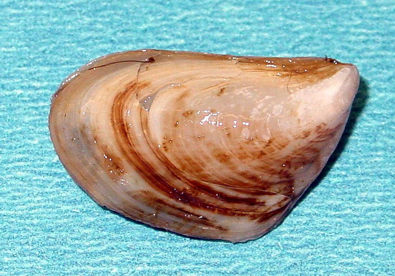 La moule quagga est une espèce invasive qui provient de la mer noire. Elle a été observée dans le lac de Bienne. (Image d'illustration)