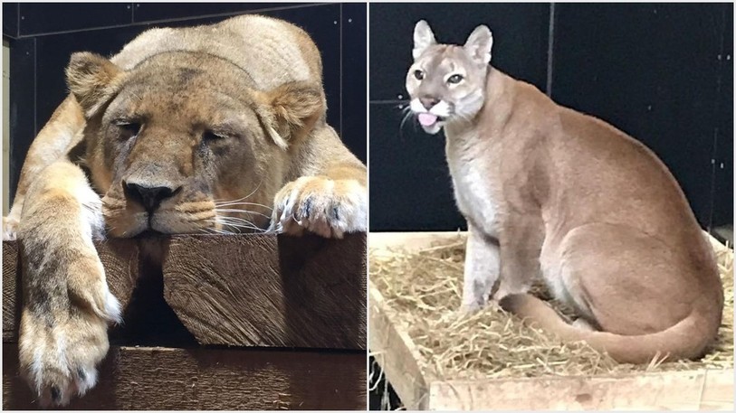 Le Sikypark a dû dire au revoir à Mali et Sila durant le mois de février. (Photos: Sikypark)
