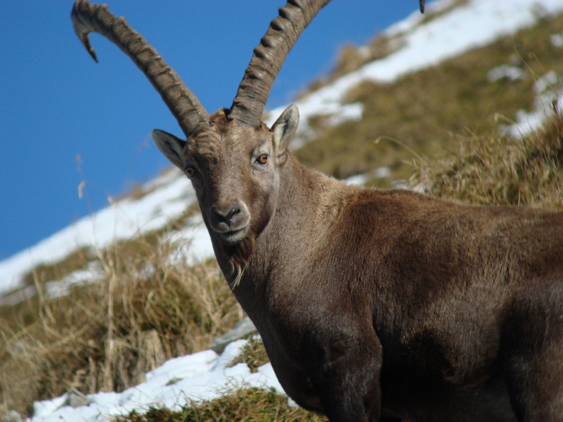 Bouquetin des Alpes (Photo: Daniel Croll)