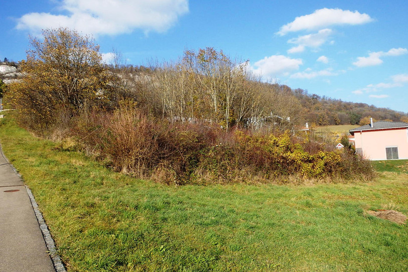 Le bosquet s'est étendu sur deux parcelles destinées à la construction. (crédit image : ville de Delémont)