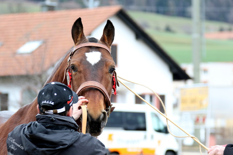 Une septantaine de chevaux franches-montagnes et un demi-sang participeront aux concours cantonaux. (Photo : Bernadette Odiet).