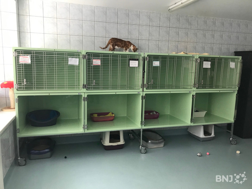 Les nouveaux box ne peuvent pas entrer dans les locaux de la SPA de La Chaux-de-Fonds.