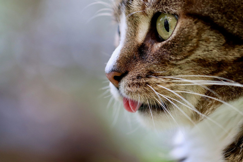 Les abandons de chats sont récurents à cette période de l'année (Photo : Libre de droits). 