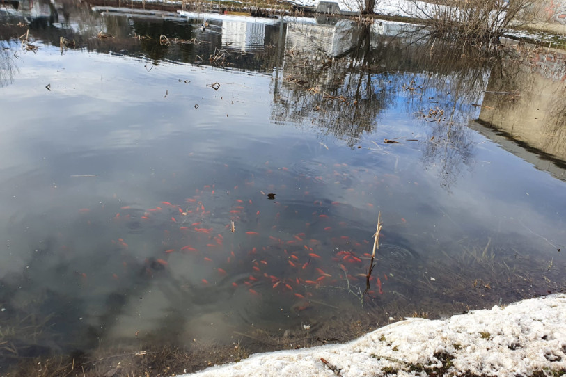 Les poissons rouges sont une plaie pour les étangs de la région (ici à La Chaux-de-Fonds). Photo : Robin Arnoux.