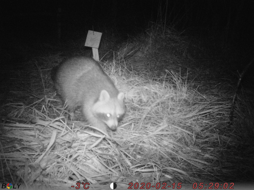 Le raton laveur observé par le biais de pièges photographiques. (Photo: association de la Grande Cariçaie).