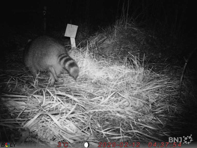 Le raton laveur a été observé dans la région de Gletterens. (Photo : association de la Grande Cariçaie).
