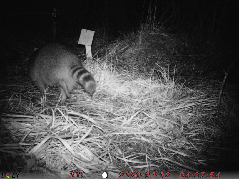 Le raton laveur a été observé deux fois dans la région de Gletterens. (Photo: association de la Grande Cariçaie).
