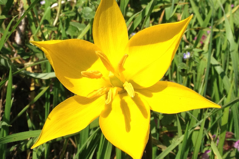 La tulipe sauvage a pris de l'avance. (Photo : Jardin botanique de Neuchâtel)