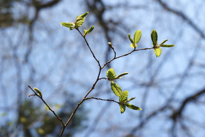 Le hêtre a besoin d’une quantité assez importante de froid pour un développement optimal des feuilles au printemps. (Photo: Michèle Kaennel Dobbertin, WSL)