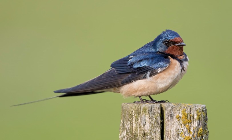 La Station ornithologique suisse a notamment étudié la voie migratoire des hirondelles rustiques, comme celle photographiée ci-dessus par Marcel Burkhardt.