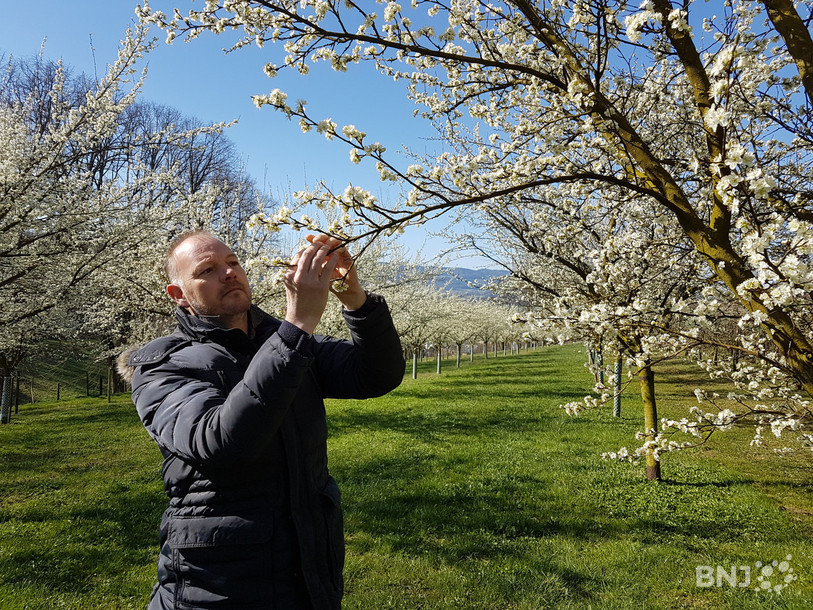 Alain Perret observe déjà que le pistil des fleurs est jauni après les premières gelées de la semaine.