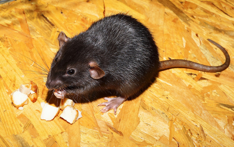 Chez les rats, l’odeur de la faim stimule la générosité RTN votre radio régionale