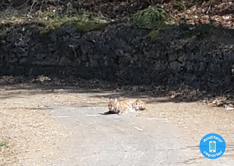 Une promeneuse a fait une rencontre très improbable sur les hauteurs de Châtillon...