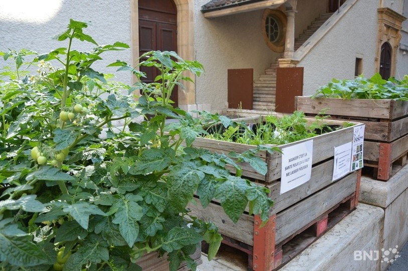 La pétition demande d'autoriser la vente de semences, de plantons et de plantes en Suisse pendant la pandémie de coronavirus.