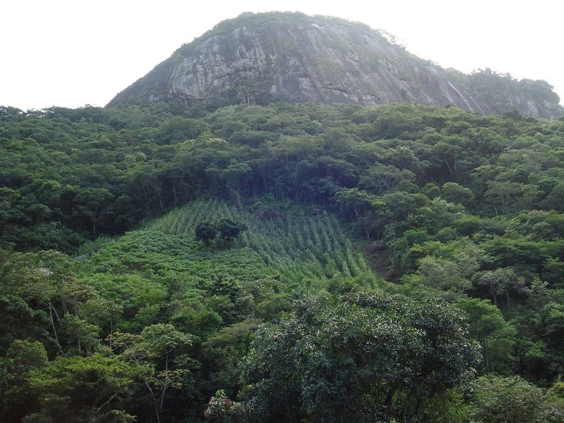 La déforestation suscite beaucoup d'inquiétudes au Brésil. (Photo d'illustration).