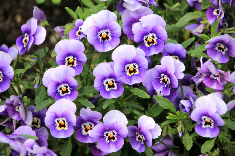 La violette, qui représente la Vierge, sera plantée dans le jardin de Marie.